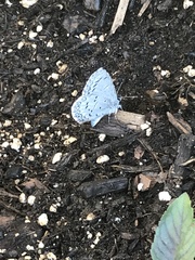 Celastrina echo sidara