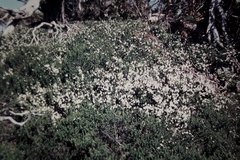 Prostanthera cuneata