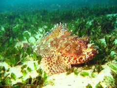 Halophila