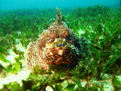 Halophila