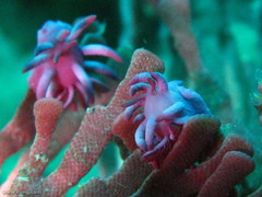 Pleurotoichus clathratus