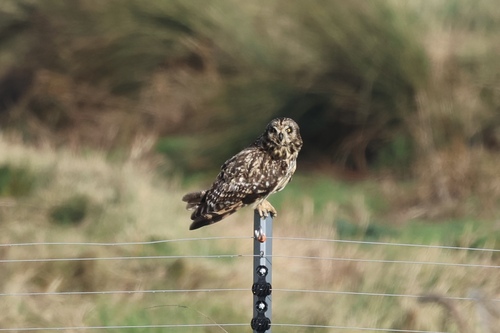 Asio flammeus observed 2026-10-31