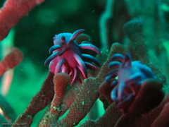 Pleurotoichus clathratus