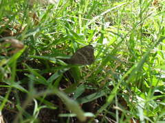 Pampasatyrus gyrtone