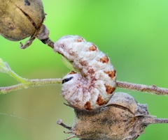 Chamaeclea basiochrea