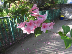 Magnoliopsida