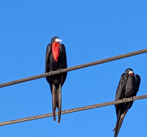 Aves observed 2026-10-31