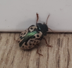 Calligrapha confluens