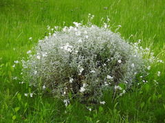 Magnoliopsida