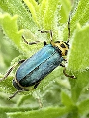 Trirhabda luteocincta