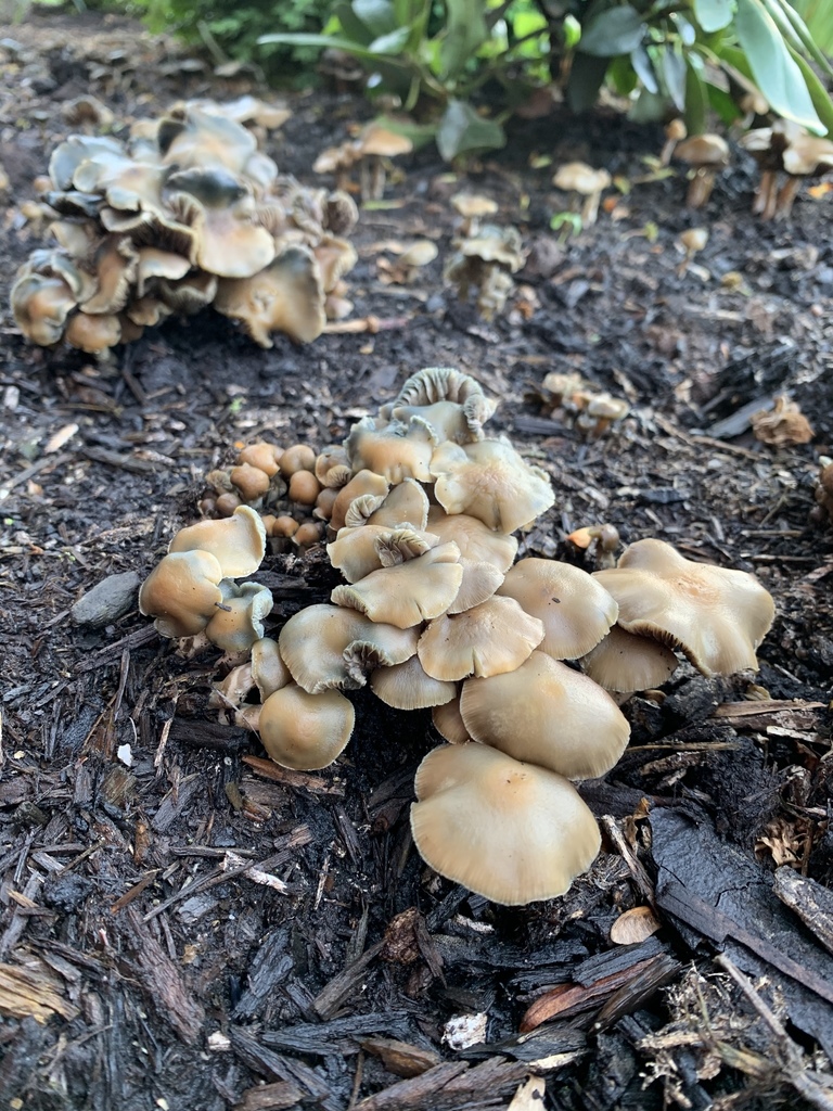 Psychedelic Ovoid Mushroom from Stonegate Rd, Hummelstown, PA, US on