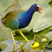 Rails, Gallinules, and Coots - Photo (c) shell game, some rights reserved (CC BY-NC-ND)