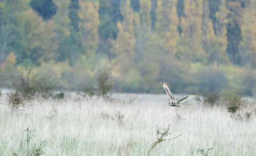 Asio flammeus observed 2026-10-31