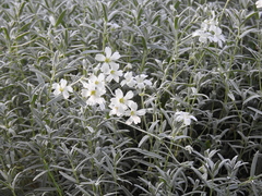 Magnoliopsida