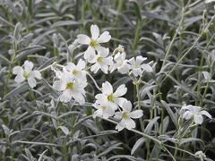 Magnoliopsida