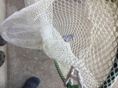 Lomographa semiclarata