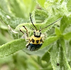 Trirhabda luteocincta