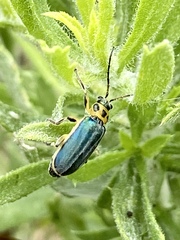 Trirhabda luteocincta