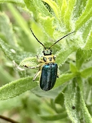Trirhabda luteocincta