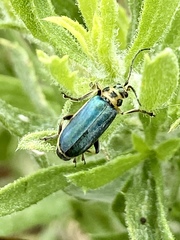 Trirhabda luteocincta