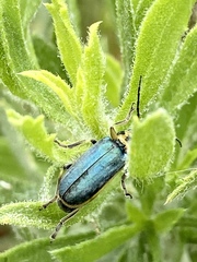 Trirhabda luteocincta