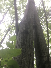 Acer pensylvanicum