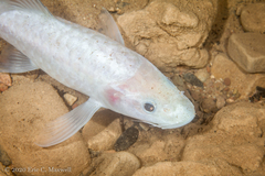 Neolissochilus subterraneus