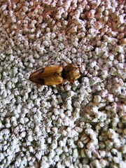 Stropenron hamata