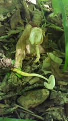 Helvella levis