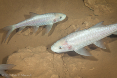 Neolissochilus subterraneus