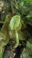Helvella levis