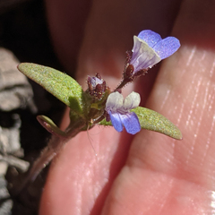 Collinsia torreyi wrightii