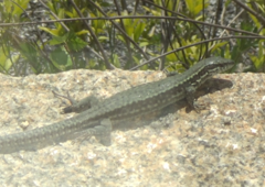 Podarcis muralis