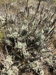 Artemisia pycnocephala