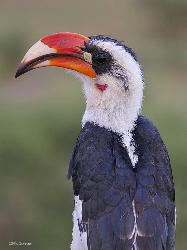 Hornbills and Hoopoes