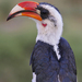 Hornbills and Hoopoes - Photo (c) Nik Borrow, some rights reserved (CC BY-NC)
