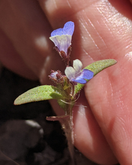 Collinsia torreyi wrightii