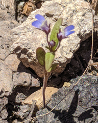 Collinsia torreyi wrightii