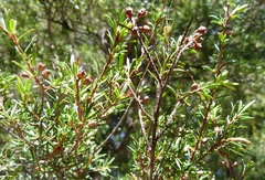 Kunzea robusta