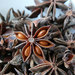 Star Anise - Photo (c) Arria Belli, some rights reserved (CC BY-SA)