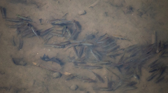 Characiformes