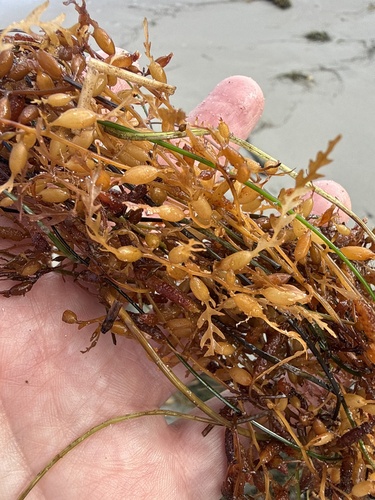 Sargassum observed 2026-10-30