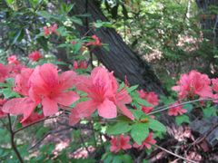 Rhododendron kaempferi