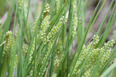Carex garberi