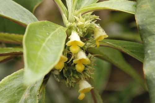 Paradrymonia longifolia