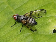 Otites formosa