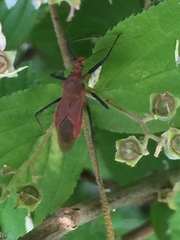 Cutocoris russatus