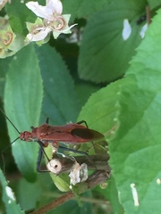Cutocoris russatus