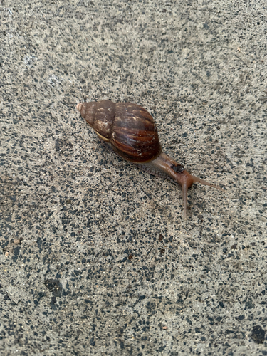 Achatina fulica observed 2026-10-31