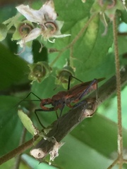 Cutocoris russatus